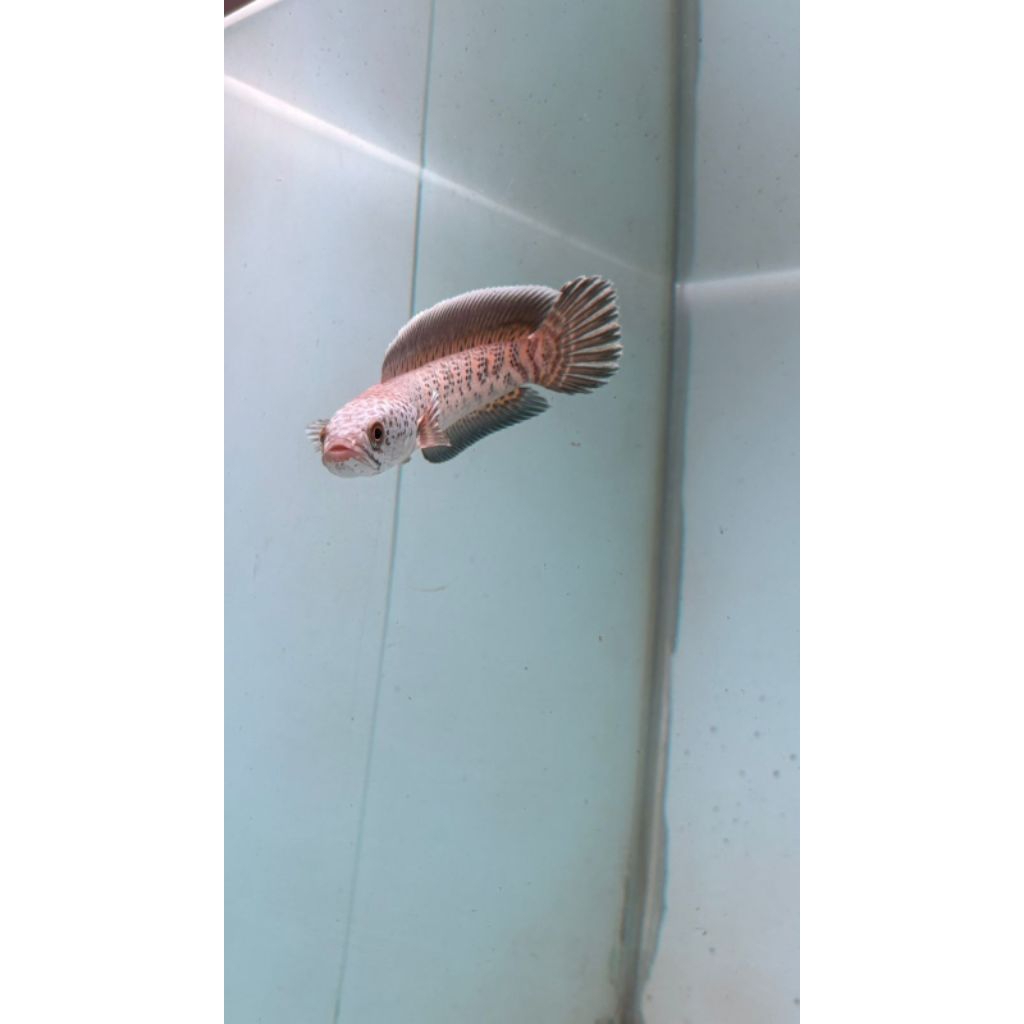 chana auranti sz 15cm