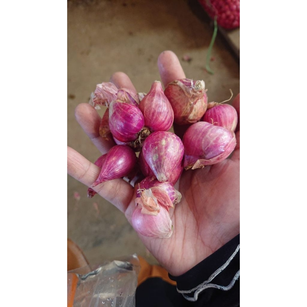 Bawang merah brebes super
