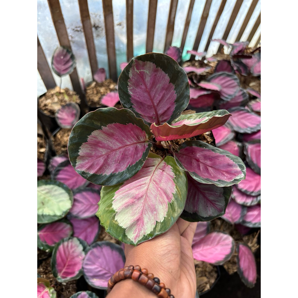 calathea pink rossy