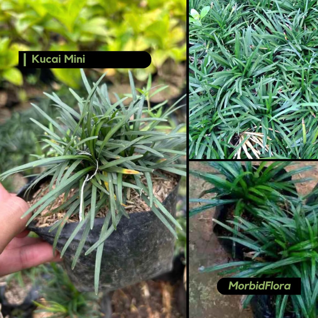 Tanaman Hias Rumput Kucai - Ophiopogon japonicus - Rumput Mondo