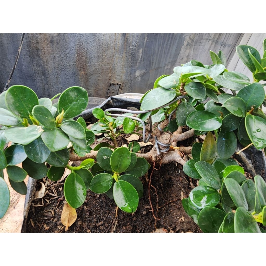 Bonsai Beringin Dolar Mangkok Ficus microcarpa II