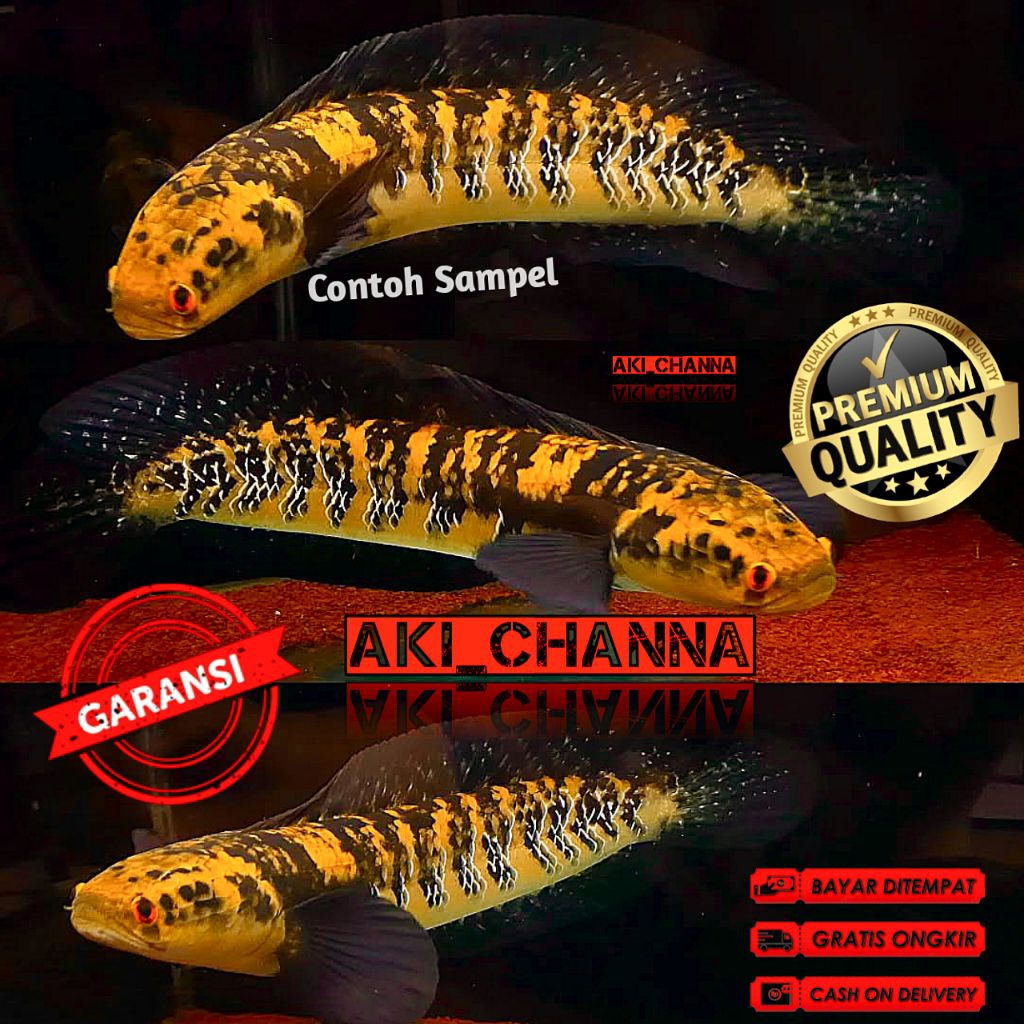 Channa Maru Ys Atau Channa Maru Yellow Sentarum Bahan Progres Size 4-5Cm &14-16Cm Bergaransi,Cod Cha