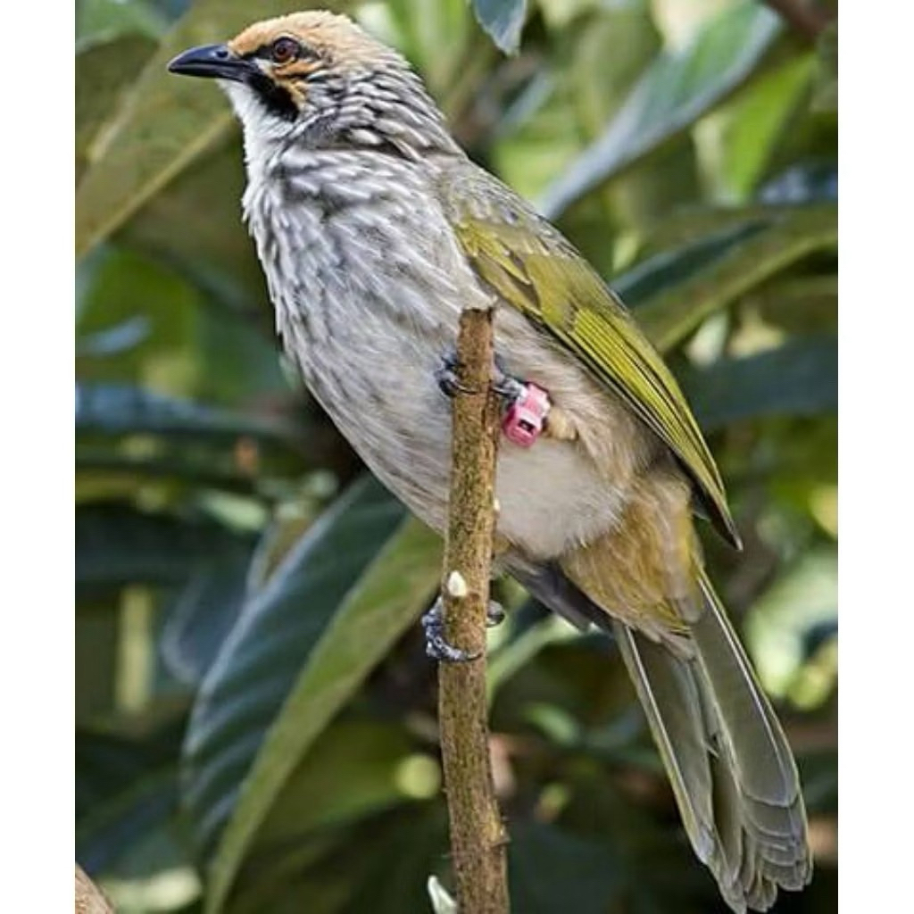 telur fertil burung CucakRowo resmi original