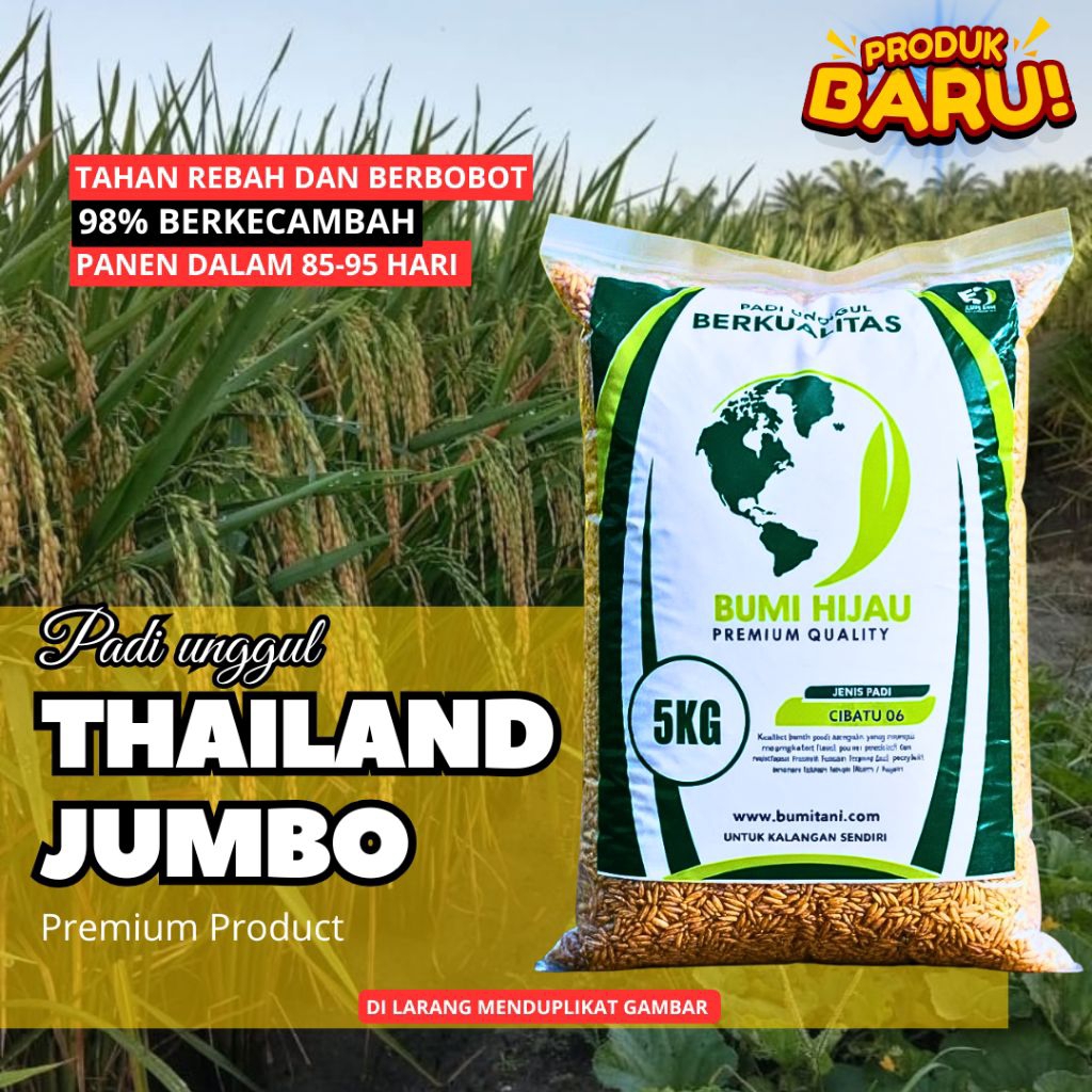 bibit benih padi unggul Thailand jumbo original