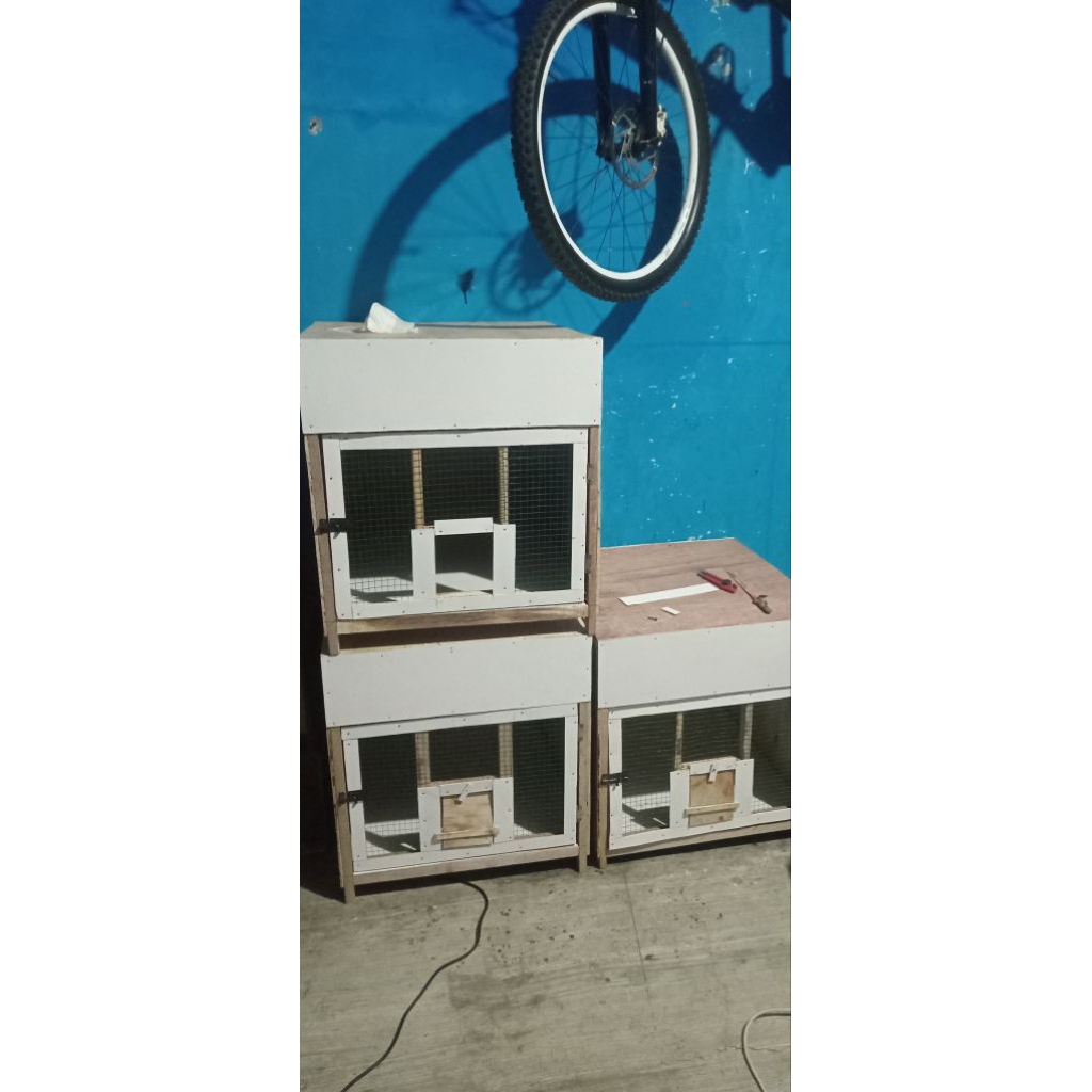 kandang semi macan merpati