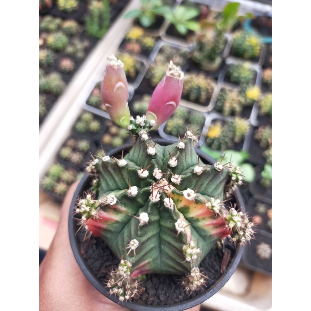 Gymno Miha Multicolour Plus 2 Seedpod