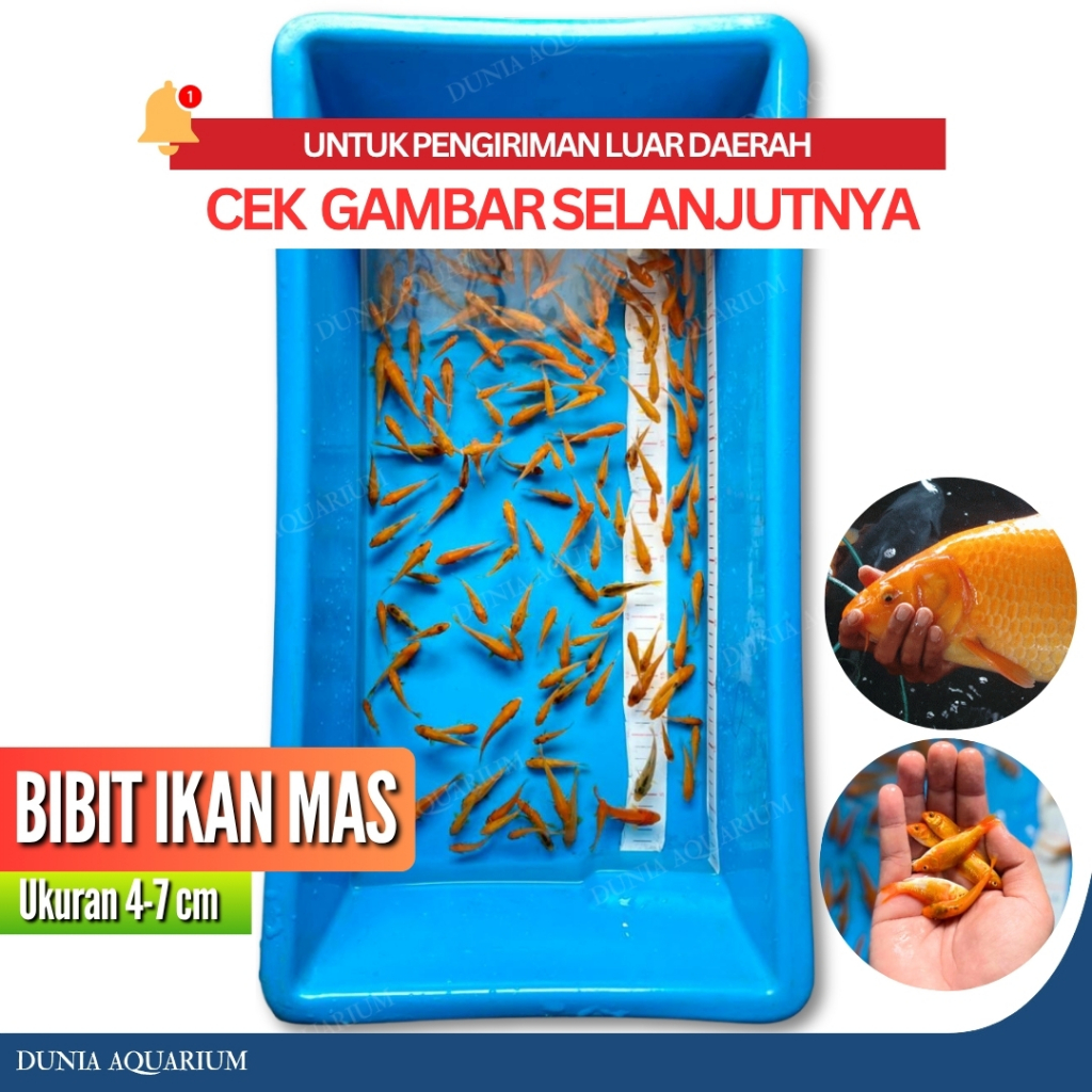 Anakan Ikan Mas Tombro 4-7 cm Isi 30 Ekor / Benih Ikan Mas Merah Hitam Putih Mix - Bibit Ikan Mas To