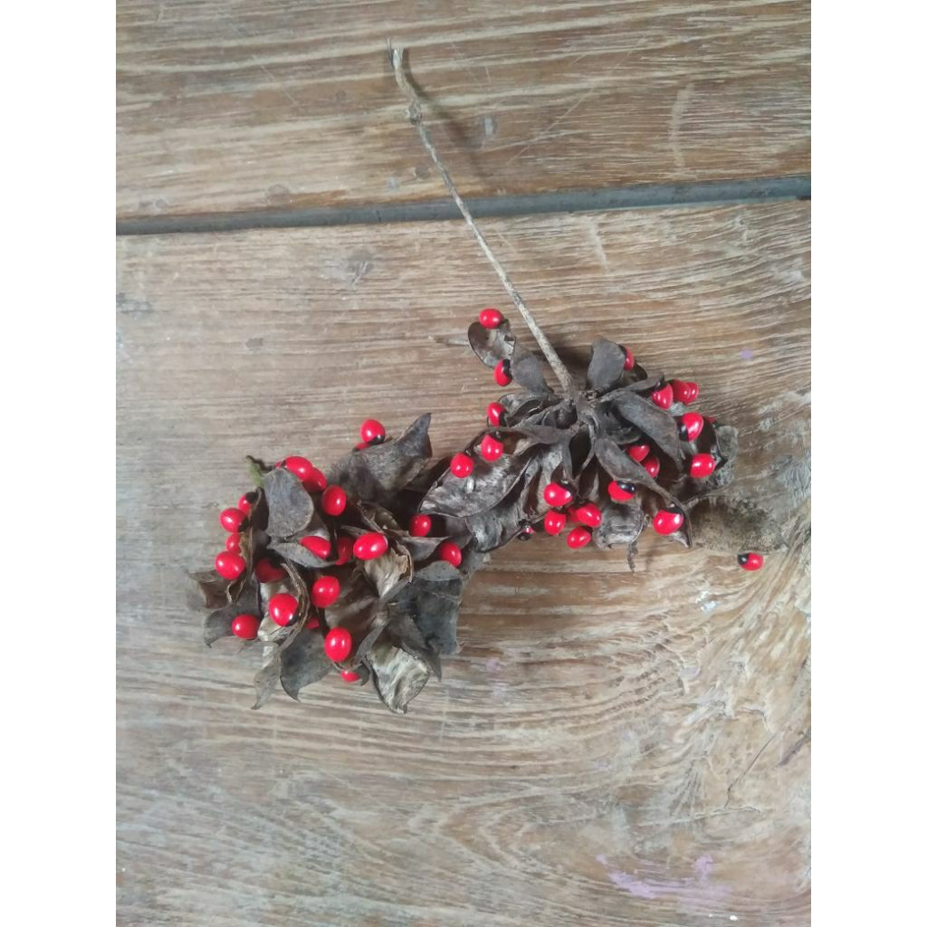 benih biji saga rambat/ sogok tunteng