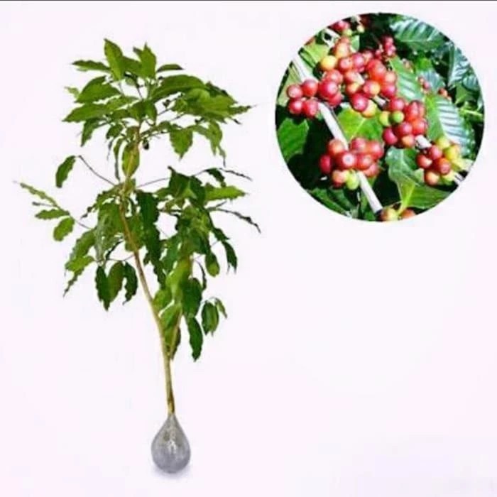bibit kopi arabika asli ciwidey