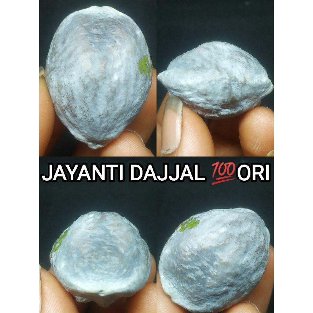 MUNCANG ADUAN JAYANTI
