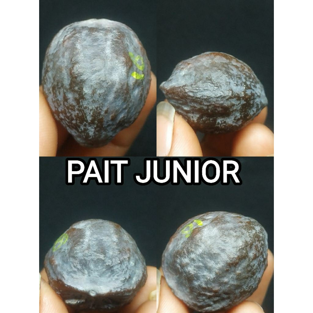 MUNCANG ADUAN GARUT ANAK PAIT ORI