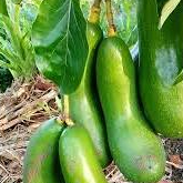 entres / pucuk tunas alpukat kelud