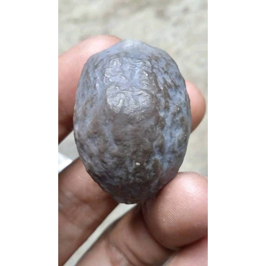 Kemiri muncang aduan jenis JAYANTI ORI