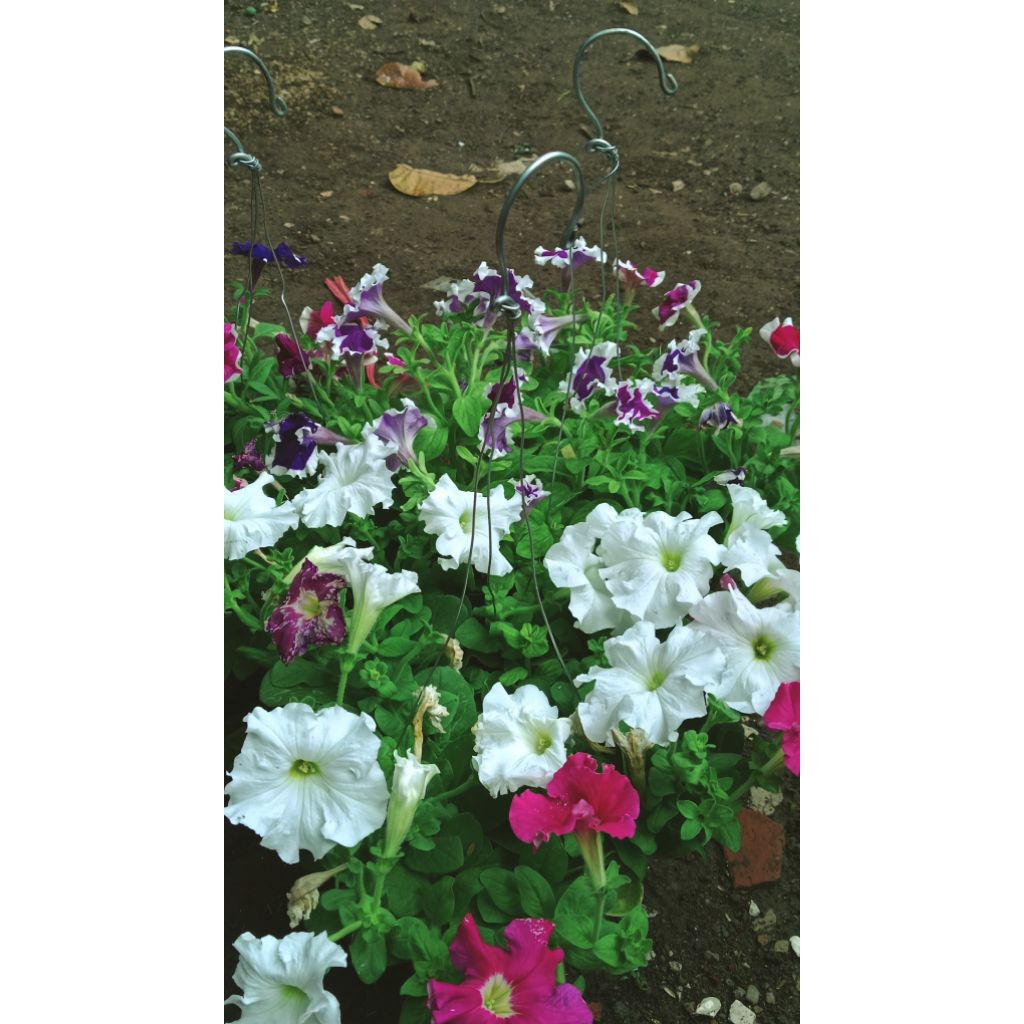 Bunga gantung/Bunga petunia