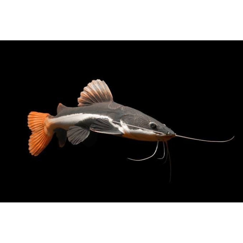 ikan predator rtc / red tail catfish