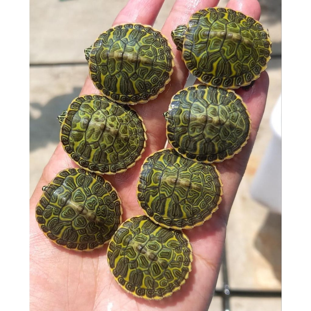 Mainan Anak Kura Kura Red Belly Nelsoni Rbn Turtle Ukuran 3cm Sehat Hidup Normal Hiasan Aquarium Kol