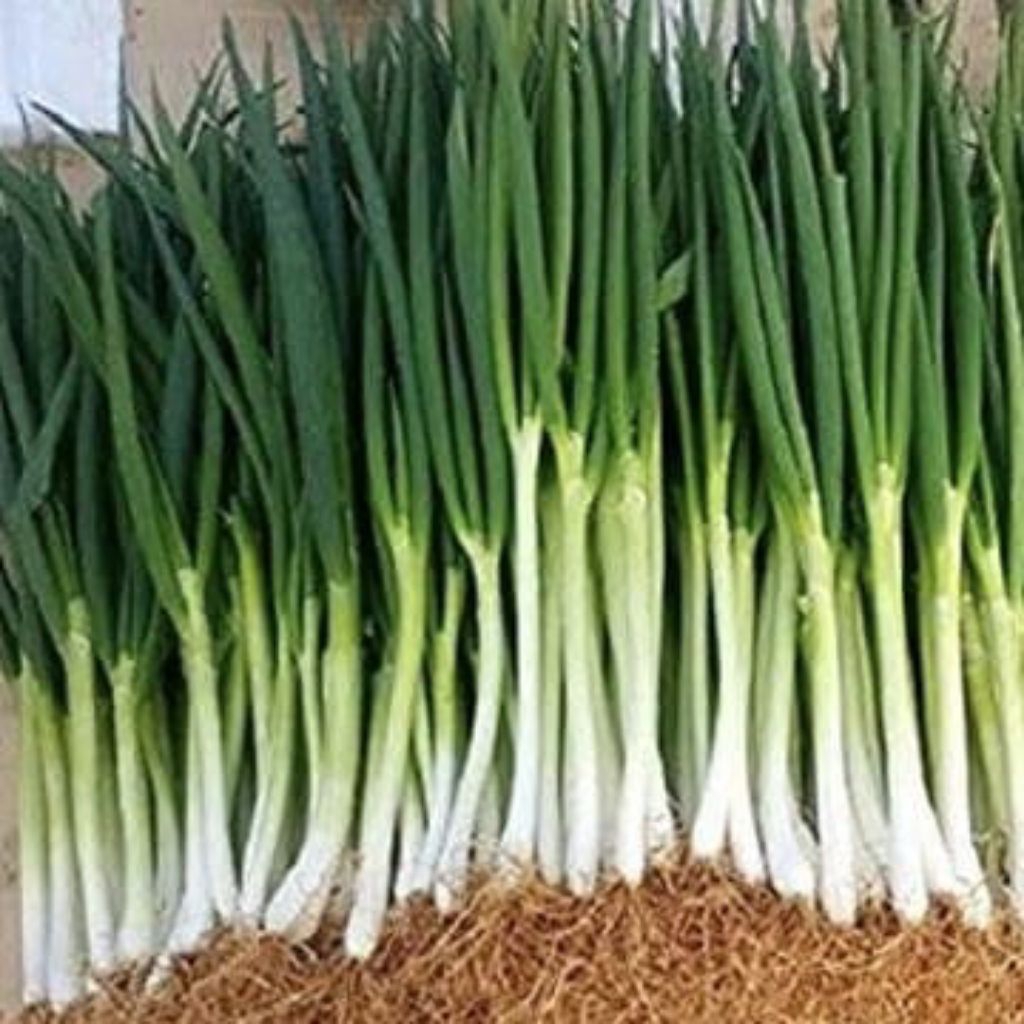 Marvin Seeds [ Benih Daun Bawang Blaze - Daun Bawang Unggul-150 Butir-Repack ]