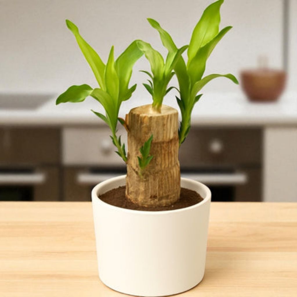 Tanaman Hias Bonsai Brazilian Wood Bonsai Mini Batang Brazilian Wood Murah