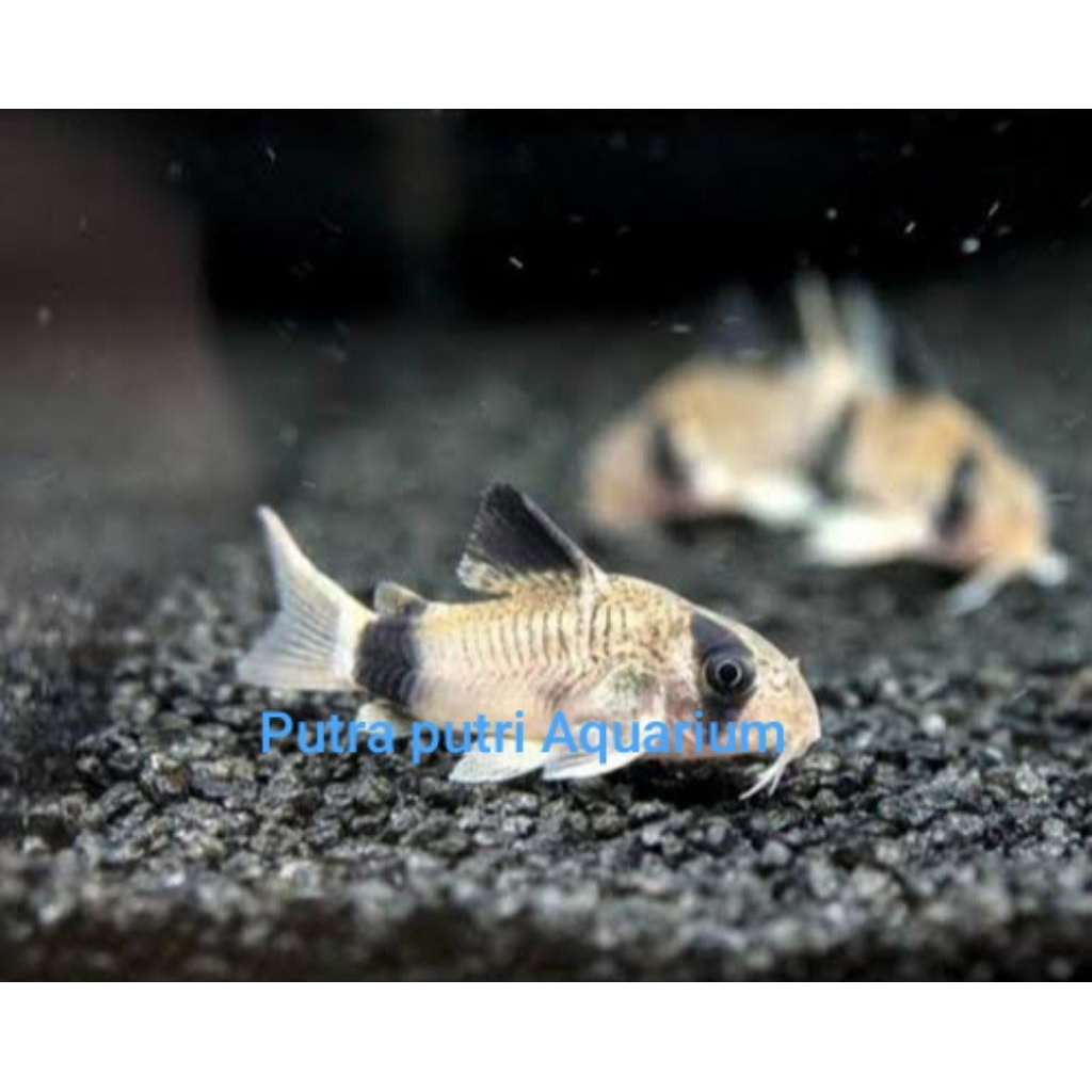 Corydoras panda