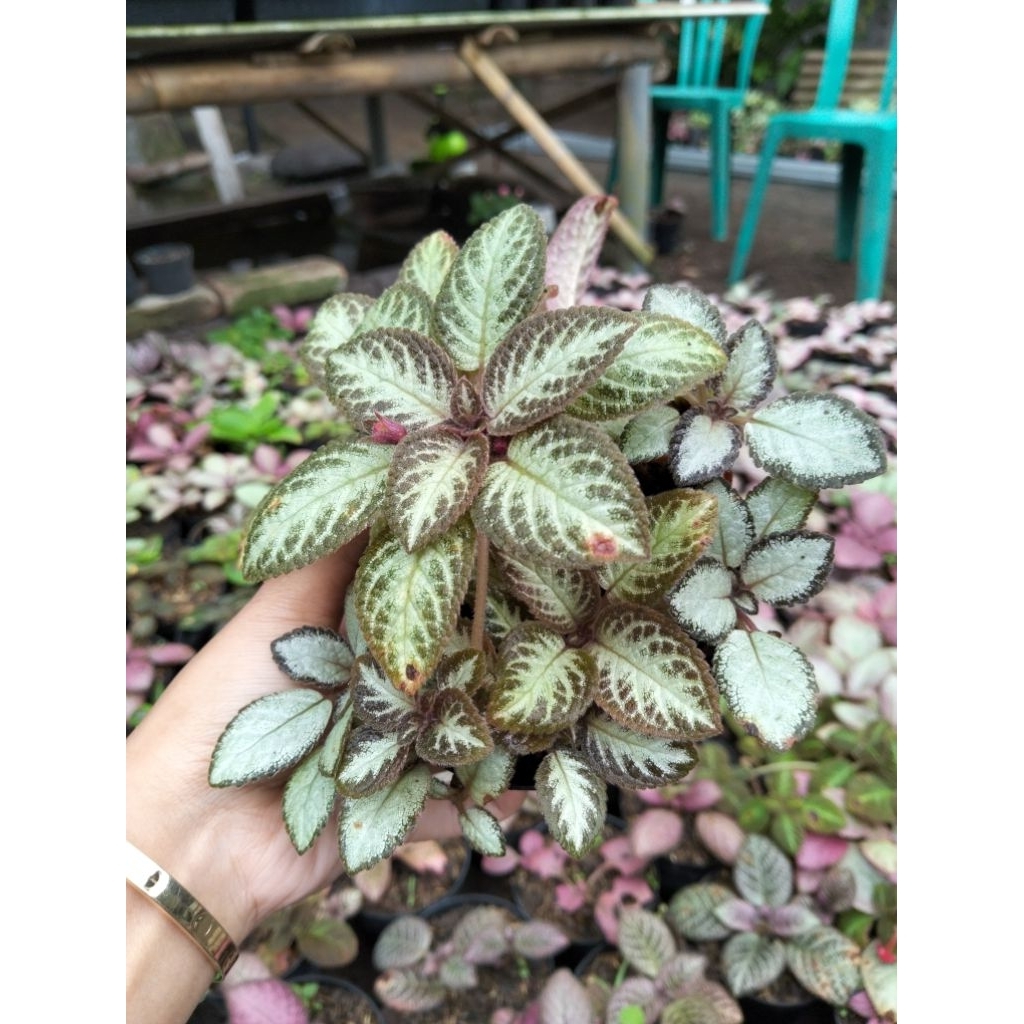 episcia silver skies