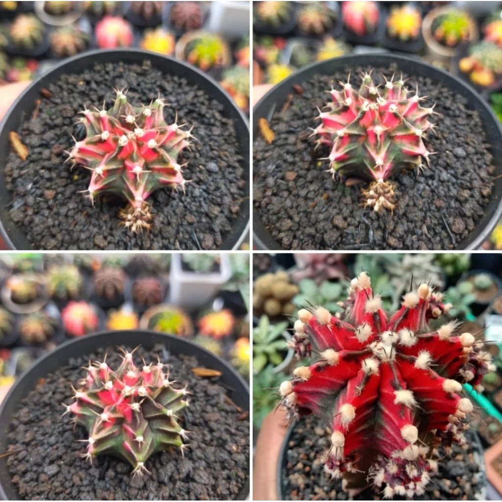 Gymno Miha Hybrid Variegata Cakep