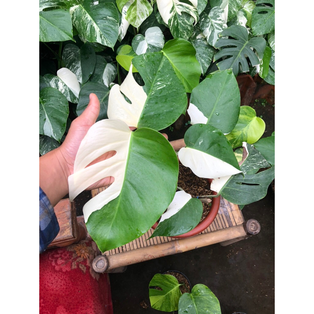 Tanaman Hias Monvar halfmoon / Monstera Variegata halfmoon