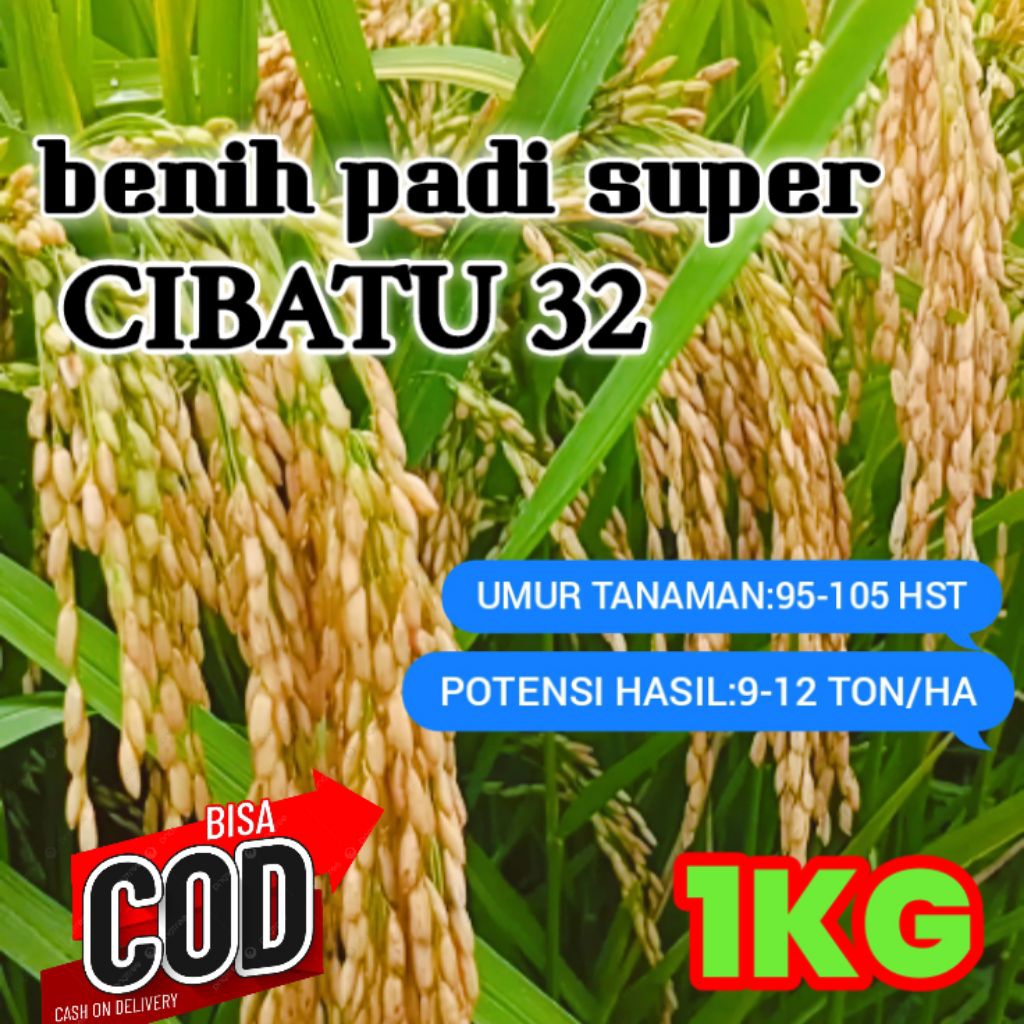BENIH PADI CIBATU.32 SUPER Kemasan 1kg