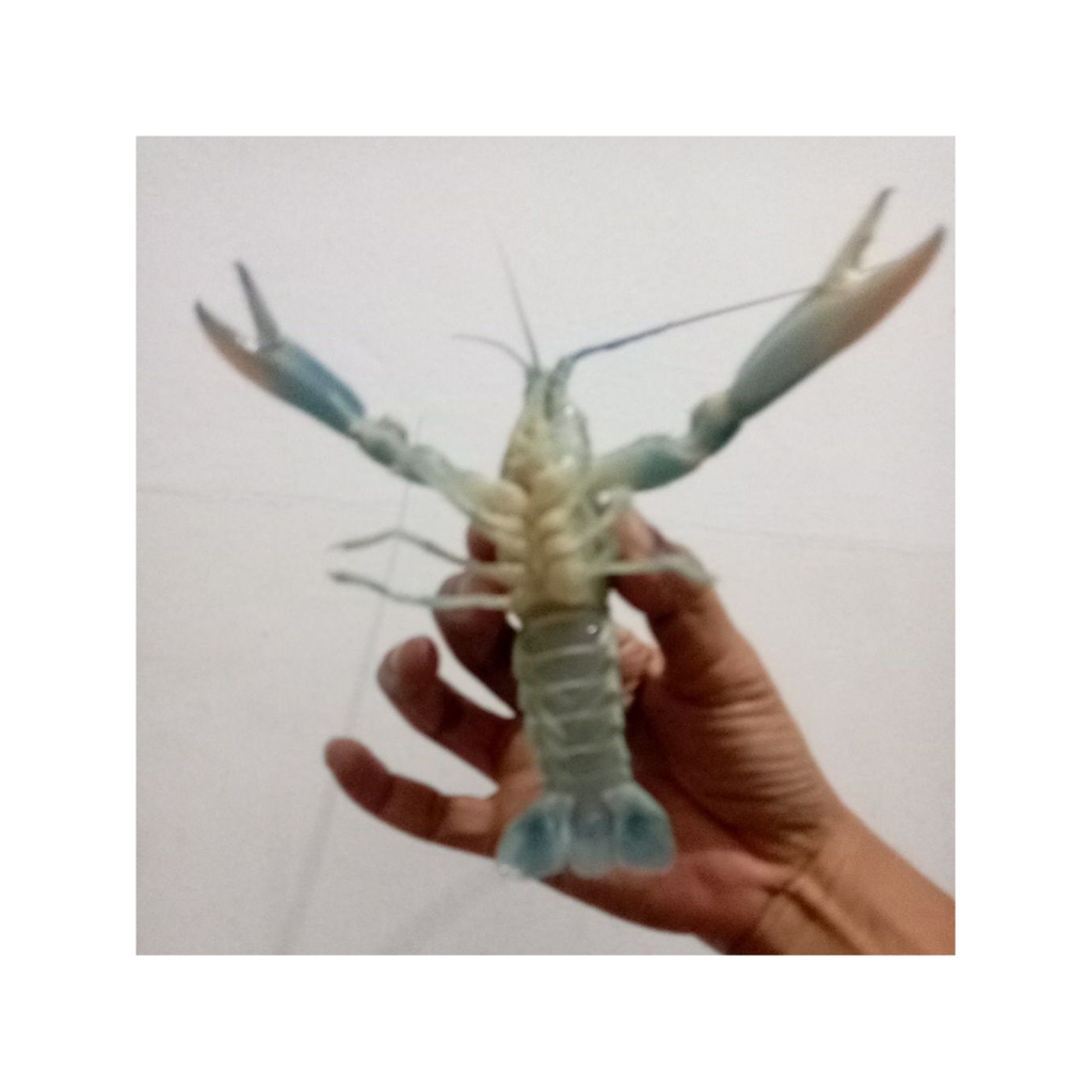 lobster air tawar red claw bibit,set indukan,
