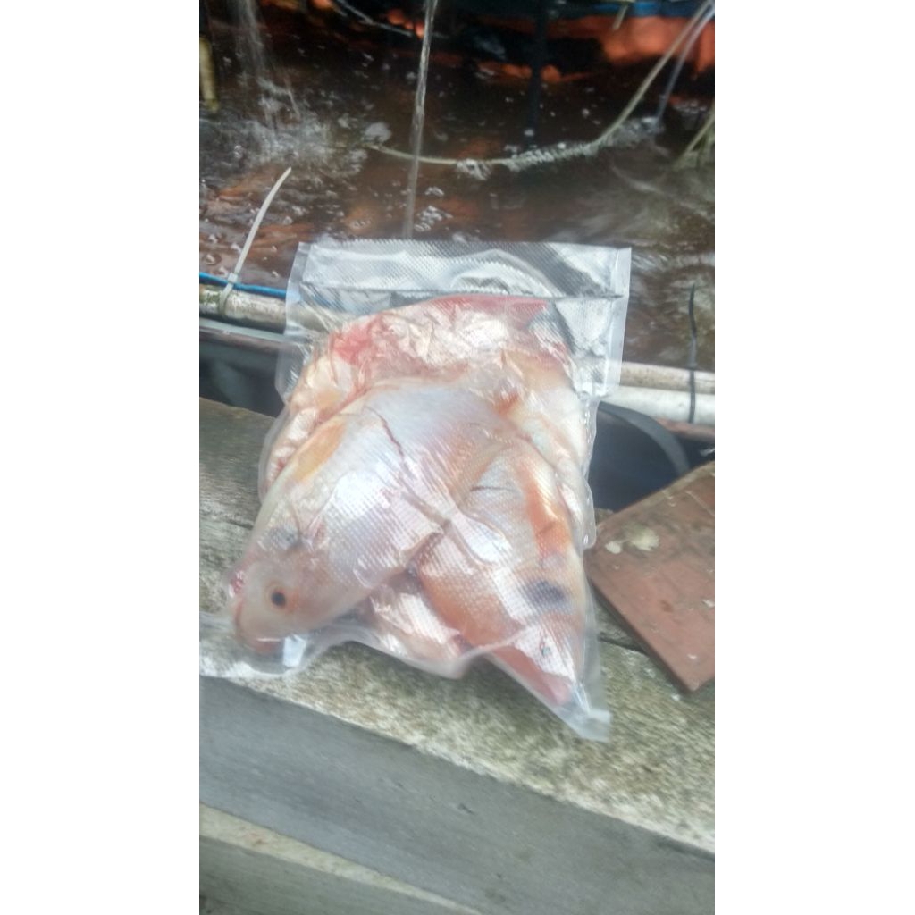 ikan nila merah segar konsumsi 1 kg