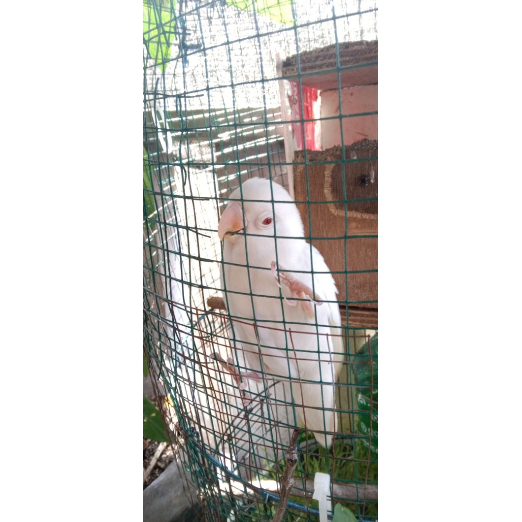 lovebird Jantan albino mm