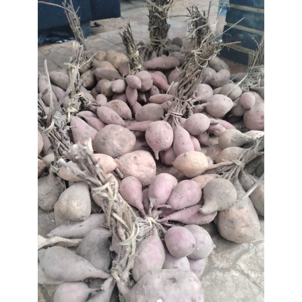 Ubi Gunung Kawi 1 ikat (2kg)