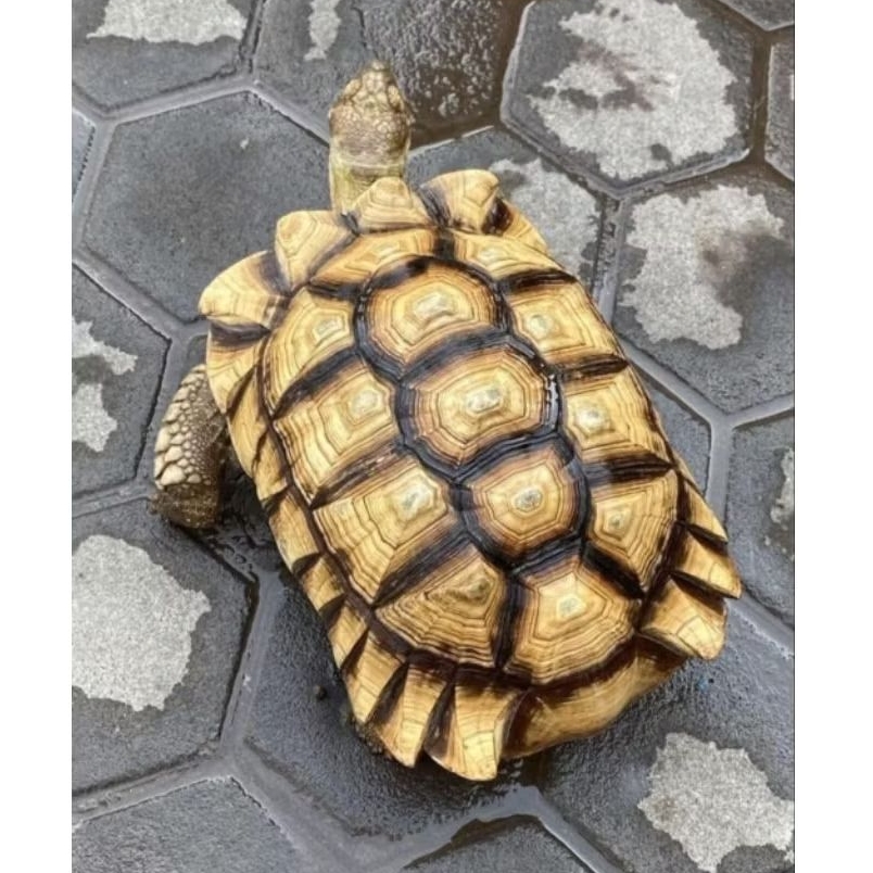 sulcata bintang bulat impor 10 cm an
