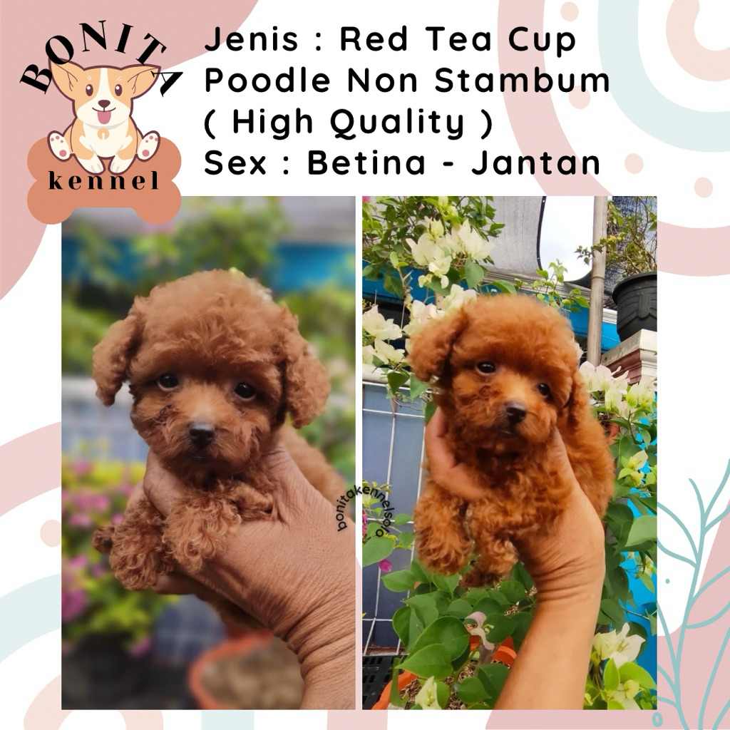 Red Tea Cup Poodle Non Stambum Jantan Betina Anakan Anjing Poodle Putihh