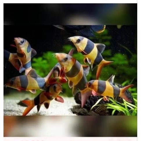 ikan botia badut / macracantha pembersih dasar aquriuam size 7-10 cm