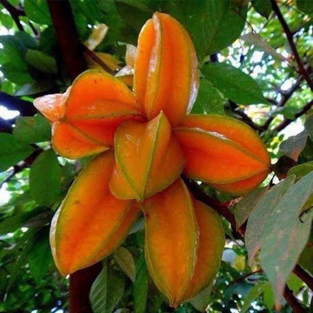 BIBIT BELIMBING MADU OKULASI