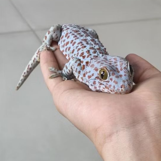 Tokay gecko jinak ( Tokek Rumah )