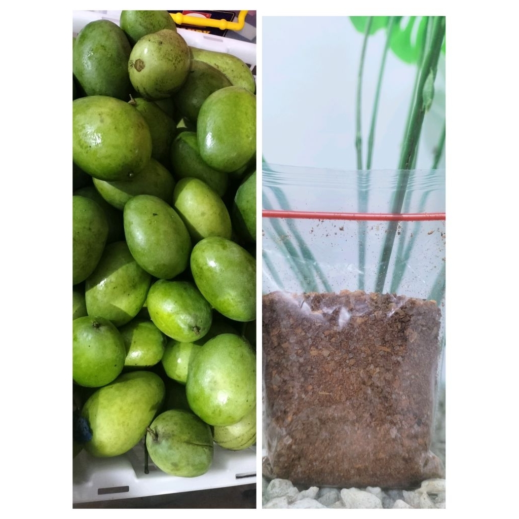 mangga muda 1kg + bumbu rujak Bangkok...
