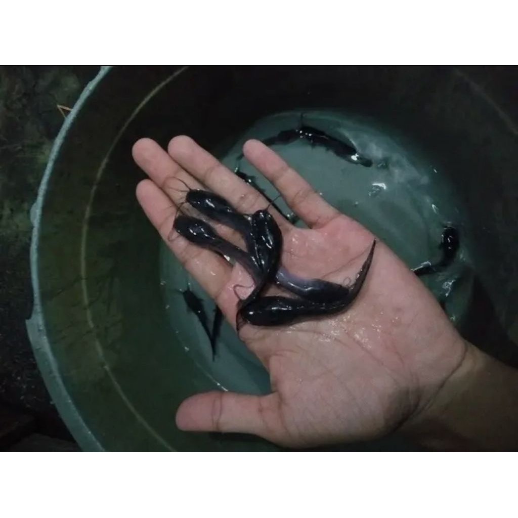 Bibit Lele Dumbo Panjang 5-6 cm (isi 50 ekor)