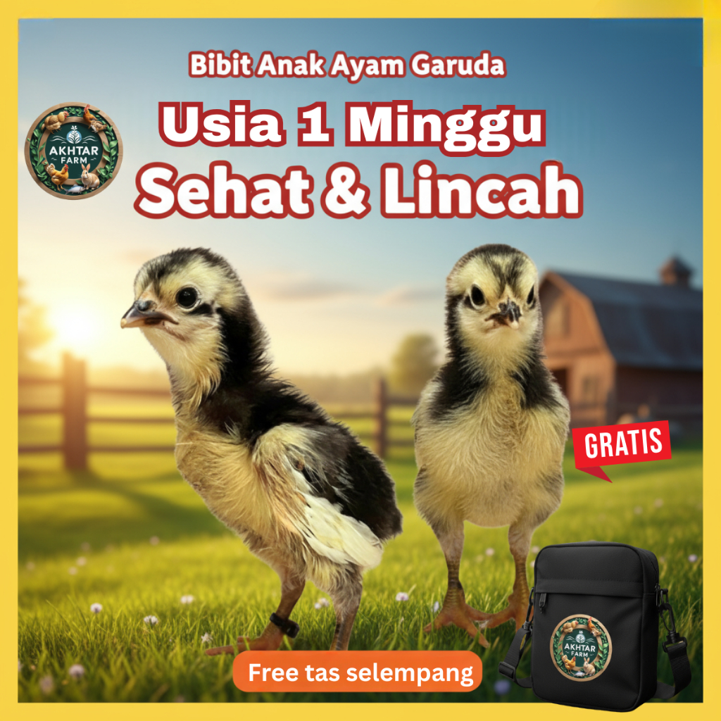 DOC Ayam Garuda 1 Minggu – Bibit Ayam Pedaging Tangguh dan Cepat Tumbuh