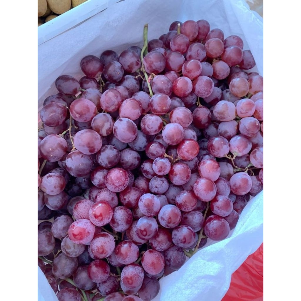 Anggur merah / anggur merah RRC / anggur manis