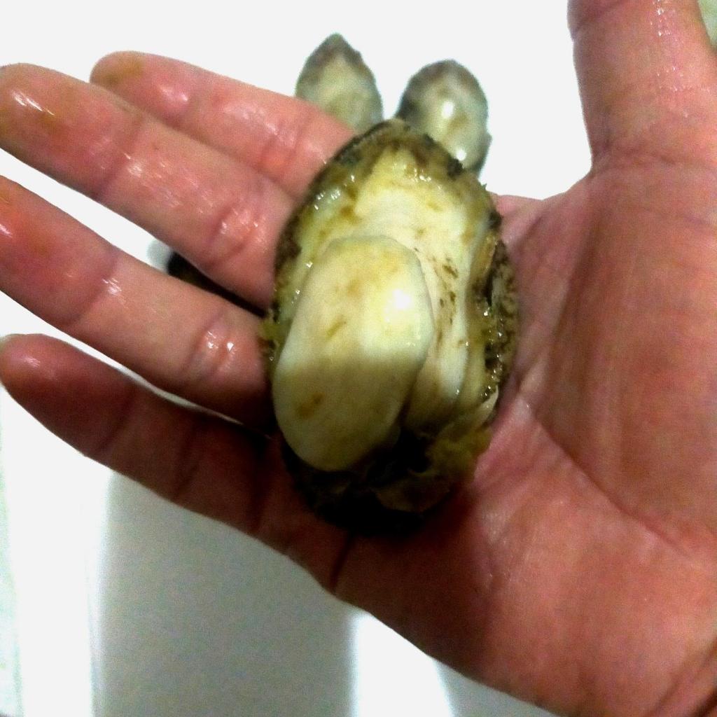 abalone daging, kupas abalone, kerang abalone,original kerang, 500gram