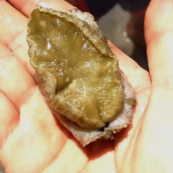 ABALONE BESAR SUPER original lokal, kerang abalone, fresh frozen (1kg)