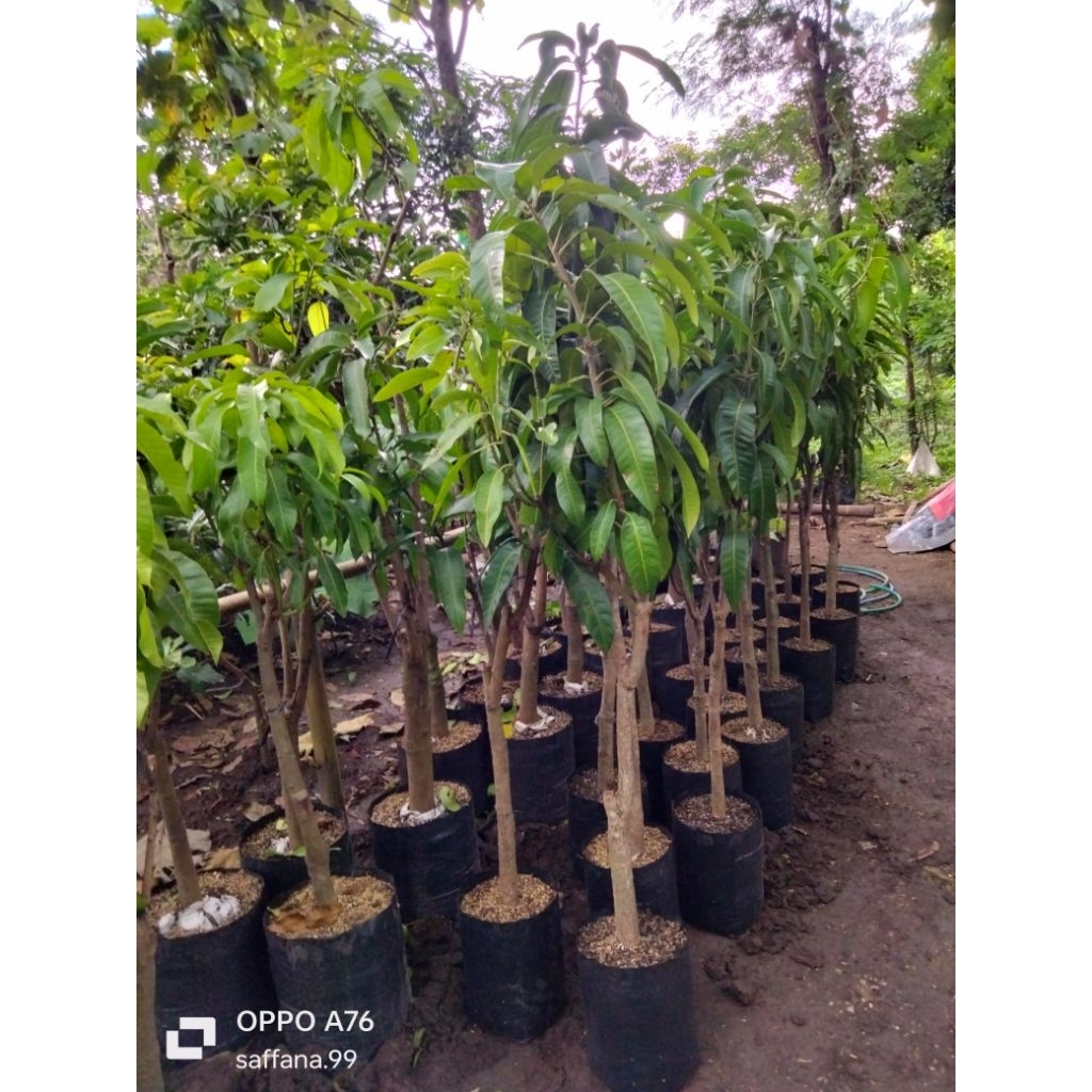 bibit pohon mangga kombinasi 2 dimensi KIOJAY VS GADUNG  batang besar rimbun 1,5 meteran