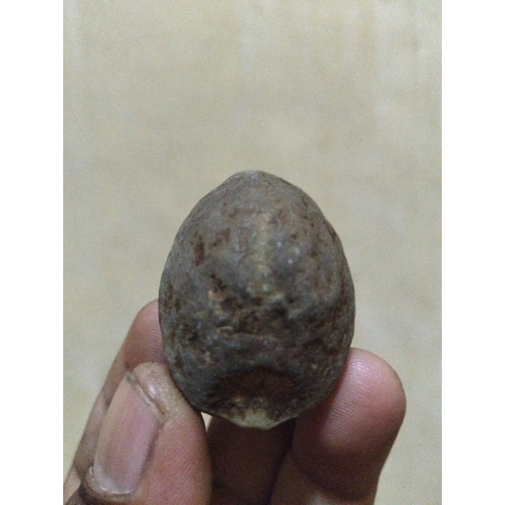 muncang adu nyonyo jogja klaten