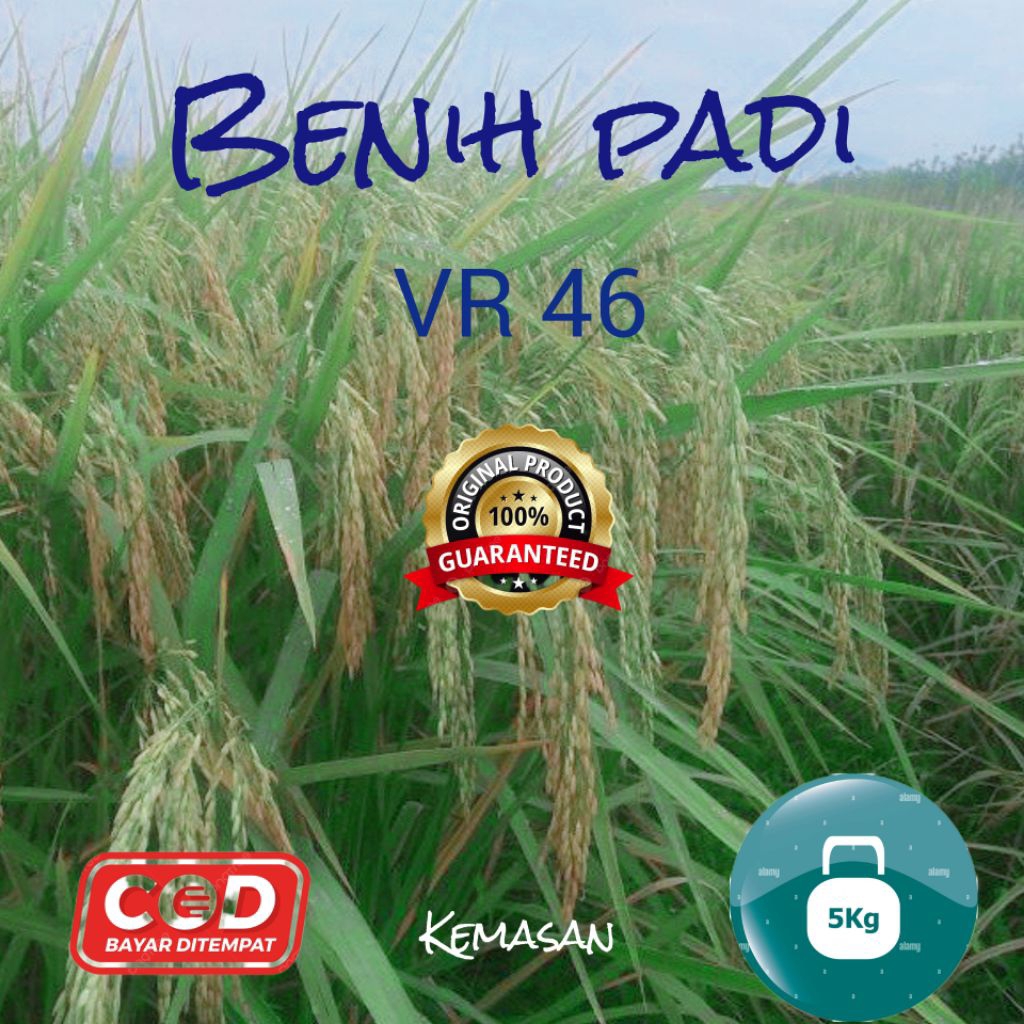Benih padi VR 46 kemasan 5kg