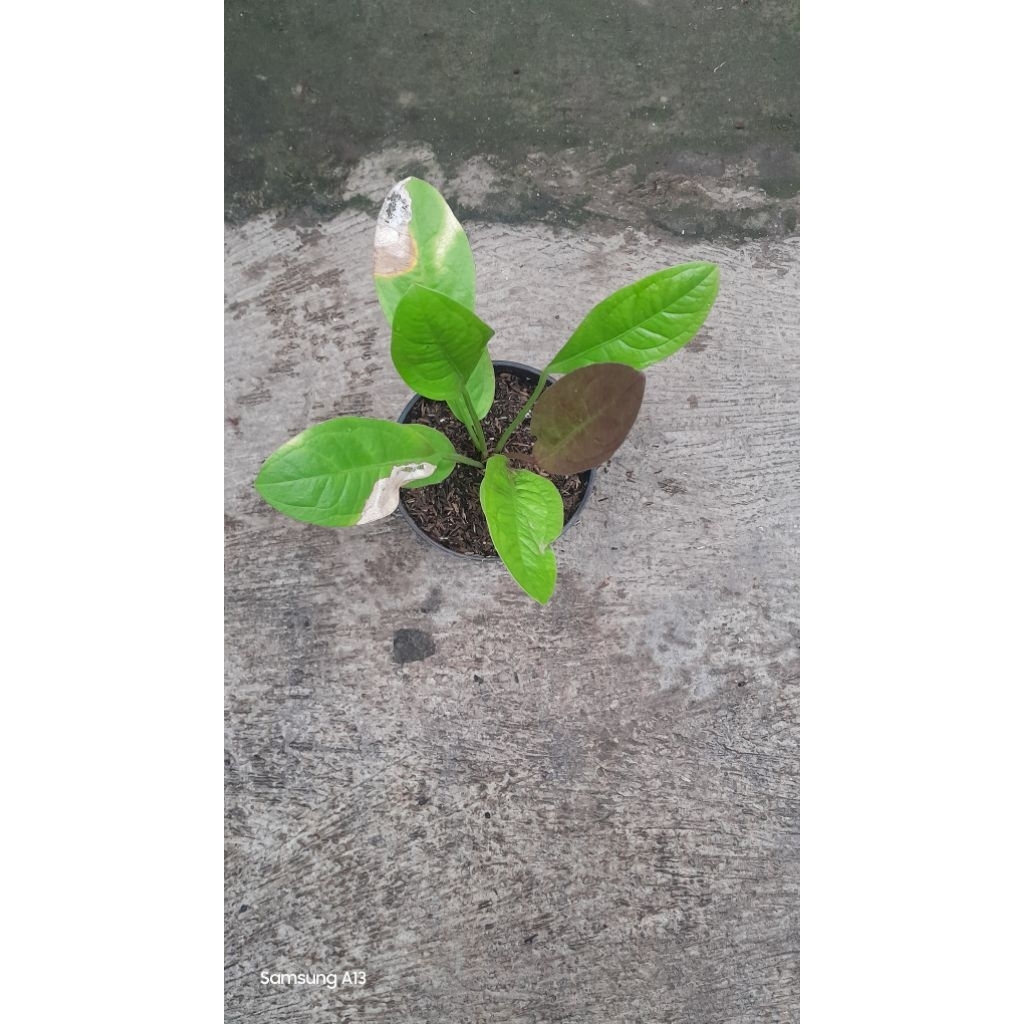 Jemani Golden/Anthurium Jenmani Golden (Size Dewasa) (1)