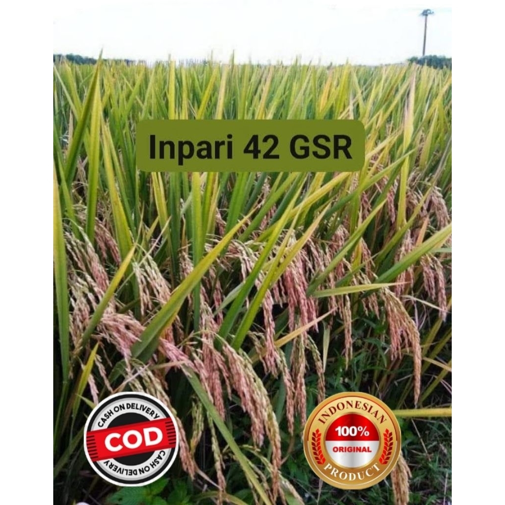 Benih padi super unggul inpari 42 gsr kmsn 5 kg