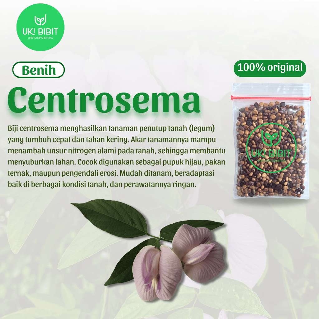 ( 500 Butir) Benih Biji Centrosema | Centrosema Pubescens | Cover Crop LCC Kacangan CP