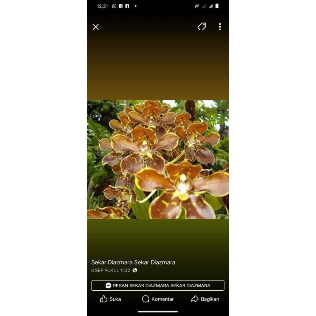 gramma martae dewasa