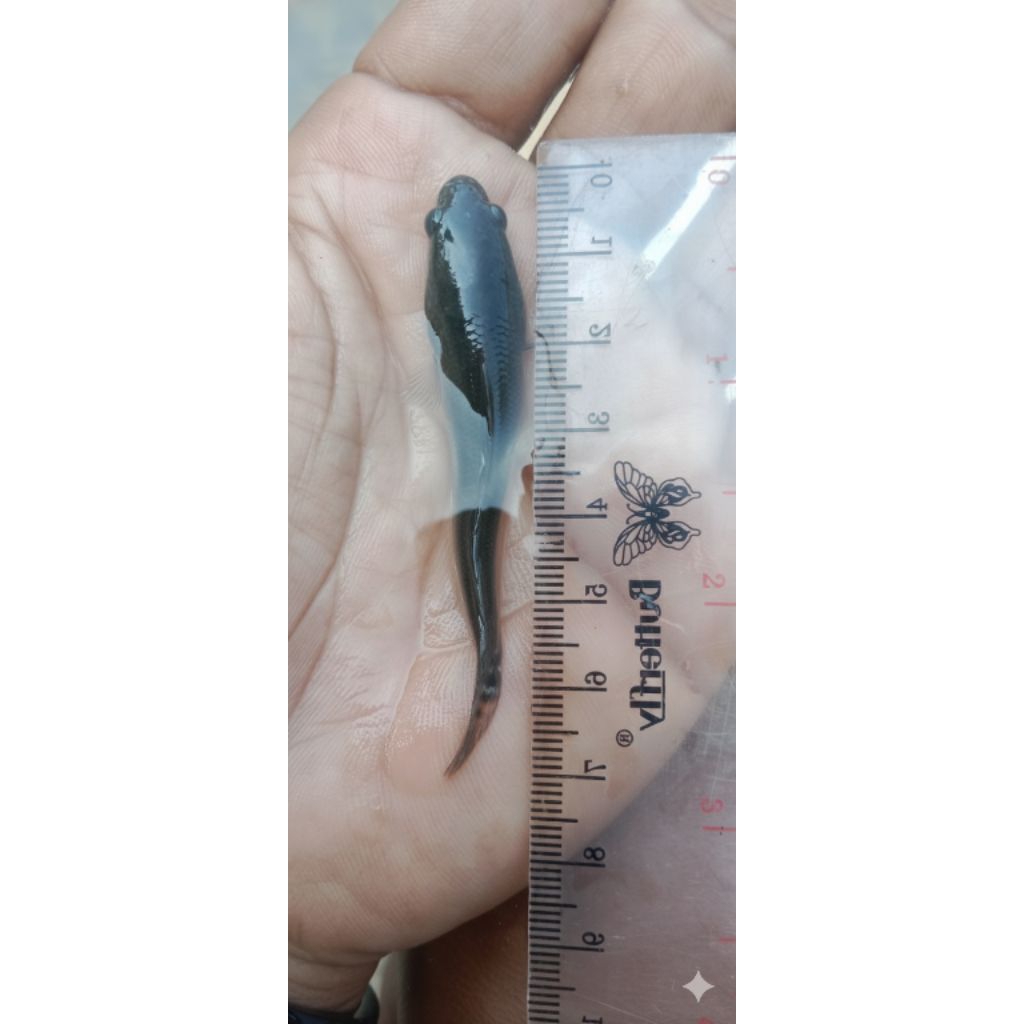 Bibit Ikan Gabus Hidup Ukuran 6–7 cm | Paket  200 Ekor | Sehat & Siap Tebar bonus15